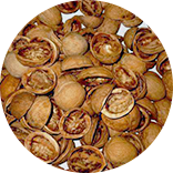 Nut Shell